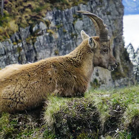 Bergzauber Engelhorn * Hasliberg